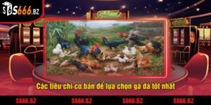 Các tiêu chí cơ bản để lựa chọn gà đá tốt nhất