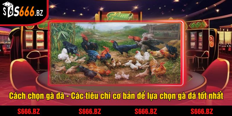 Cách Chọn Gà Đá S666 - Mẹo Và Chiến Lược Giúp Thắng Lớn 1 Cách chọn gà đá - Các tiêu chí cơ bản để lựa chọn gà đá tốt nhất