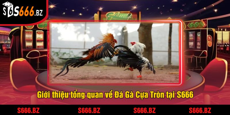 Giới thiệu tổng quan về Đá Gà Cựa Tròn tại S666