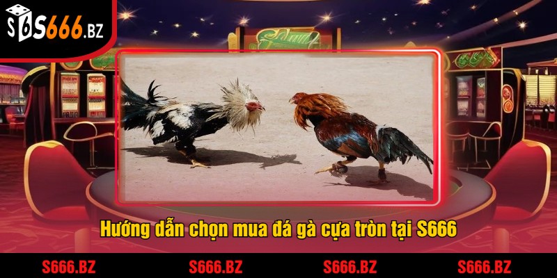 Hướng dẫn chọn mua đá gà cựa tròn tại S666