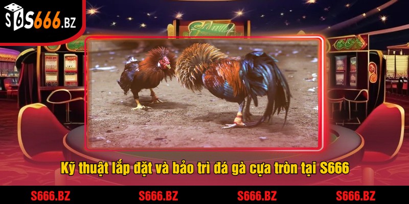 Kỹ thuật lắp đặt và bảo trì đá gà cựa tròn tại S666