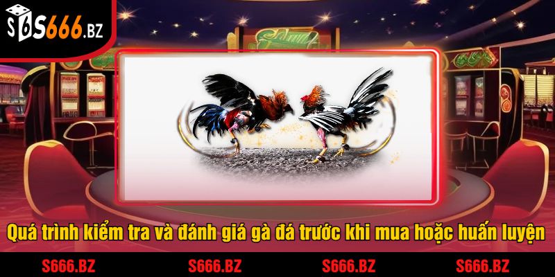 Cách Chọn Gà Đá S666 - Mẹo Và Chiến Lược Giúp Thắng Lớn 3 Quá trình kiểm tra và đánh giá gà đá trước khi mua hoặc huấn luyện