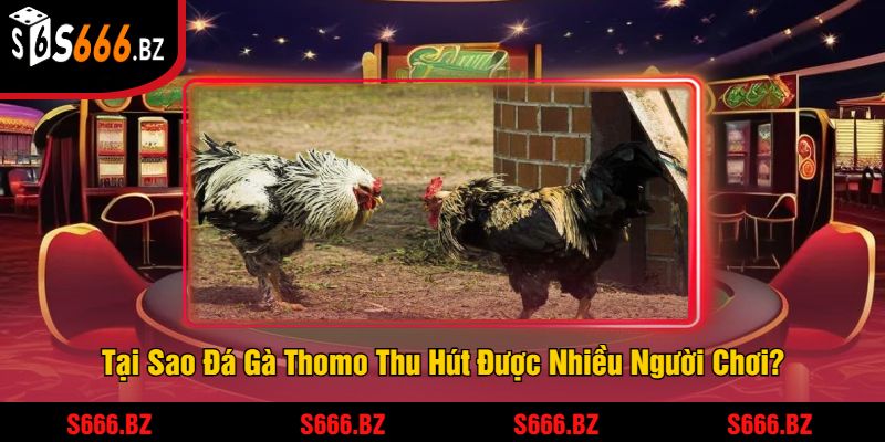 Tại Sao Đá Gà Thomo Thu Hút Được Nhiều Người Chơi?