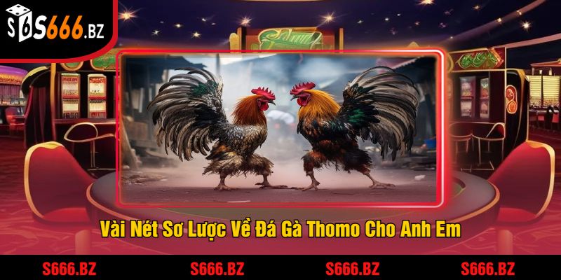 Vài Nét Sơ Lược Về Đá Gà Thomo Cho Anh Em
